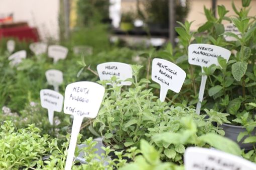 In Liguria questo week end arriva Aromatica, un evento tra profumi, sapori e prodotti a Diano Marina In Liguria questo week end arriva Aromatica, un evento tra profumi, sapori e prodotti a Diano Marina