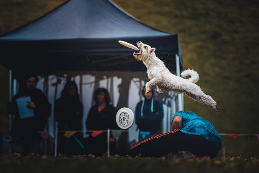 Nel fine settimana a Cumiana arrivano i ‘cani volanti’ del disc dog Nel fine settimana a Cumiana arrivano i ‘cani volanti’ del disc dog