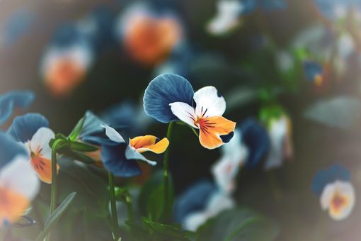 Cavour ritorna ‘in fiore’, sperando di “portare un po’ di luce”