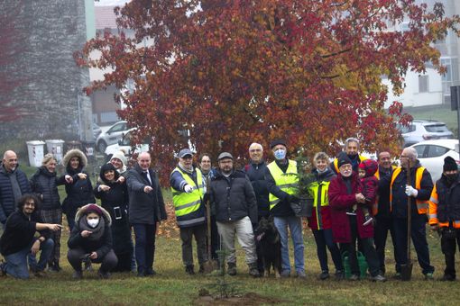 Collegno, cinquanta alberi piantati grazie al progetto &quot;Adotta un albero in Comune&quot;