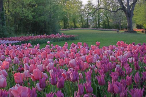 Nuove fioriture per Messer Tulipano a Pralormo