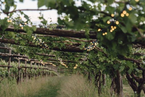 A Cuceglio, "Drink more Erbaluce" l'evento alla Tenuta Roletto tra vino, musica e relax tra i filari