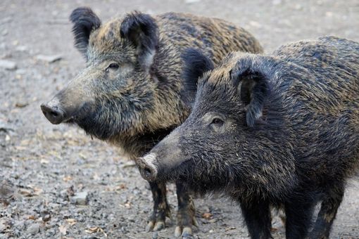 Fauna selvatica, Canalis (Pd): “Prevenzione assente, agricoltura in ginocchio”
