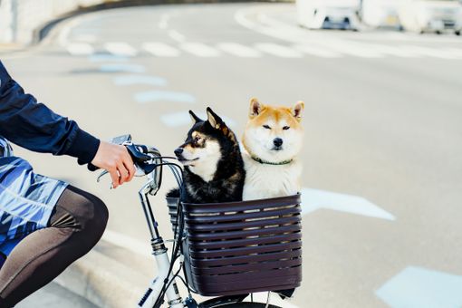 Preparare il cane per i viaggi: consigli per salute e sicurezza Preparare il cane per i viaggi: consigli per salute e sicurezza