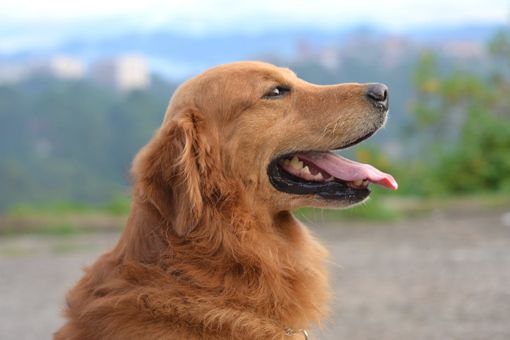 La Gastroenterite nei cani: sintomi, cause e rimedi efficaci