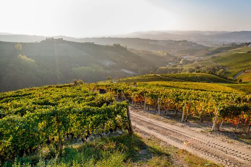 Nella cooperazione il segreto del successo: la storia della Cantina Pertinace di Treiso Nella cooperazione il segreto del successo: la storia della Cantina Pertinace di Treiso