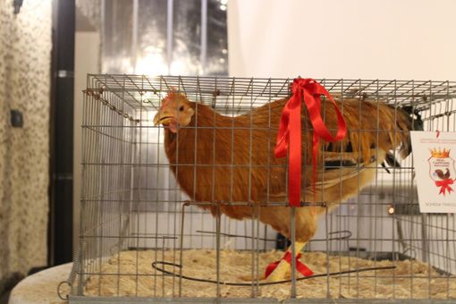 Aperta la stagione della vendita del Real Cappone di Racconigi