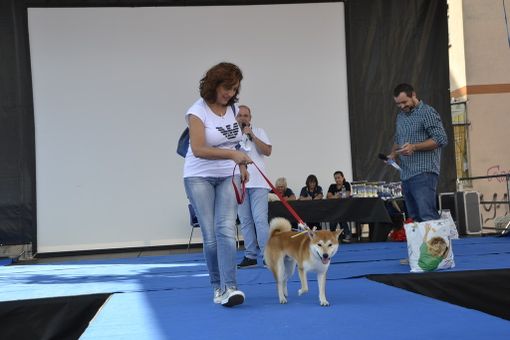 Nichelino, le &quot;4 zampe in passerella&quot; protagoniste della festa di San Matteo