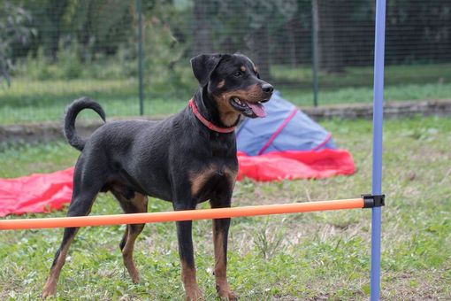 Coronavirus, sospese le adozioni di cani e gatti: “Il Canile Rifugio è chiuso, vi aspettiamo quando tutto sarà finito” Coronavirus, sospese le adozioni di cani e gatti: “Il Canile Rifugio è chiuso, vi aspettiamo quando tutto sarà finito”