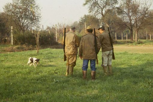 Riforma della caccia: pioggia di emendamenti in Consiglio regionale Riforma della caccia: pioggia di emendamenti in Consiglio regionale