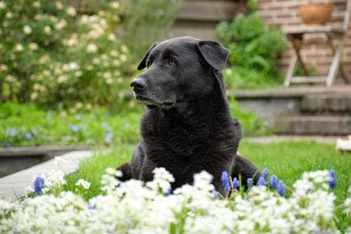Più facile viaggiare all'estero con il proprio cane: l'idea della Regione Piemonte Più facile viaggiare all'estero con il proprio cane: l'idea della Regione Piemonte