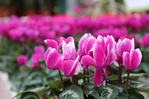 Ciclamino protagonista della terza edizione del Garden Festival d’Autunno