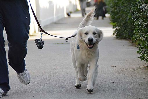 Parte oggi la più grande iniziativa di solidarietà mai realizzata in Piemonte a favore dei cani e gatti meno fortunati