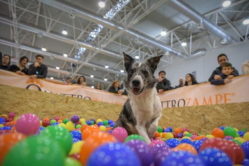 Debutta a Torino QuattroZampeinFiera: protagonisti cani e gatti Debutta a Torino QuattroZampeinFiera: protagonisti cani e gatti