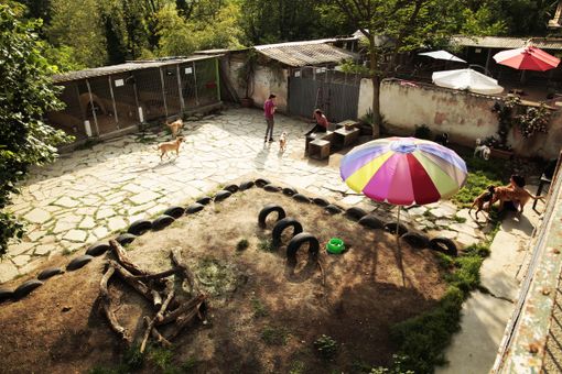 Cerchi una pensione per il tuo amico a quattro zampe o ne vuoi adottare uno? A pochi chilometri da Torino c'è l'Oasi Alpignano