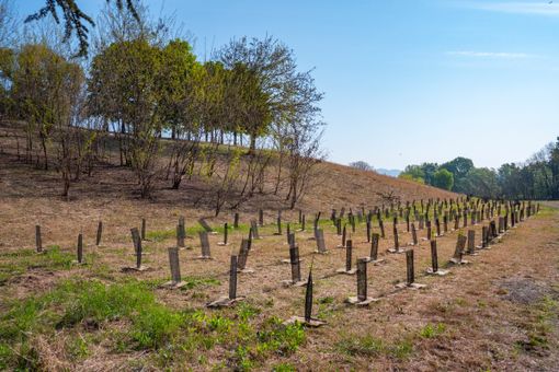 Grazie alla iniziativa “Compostiamoci bene” arrivano 3000 nuovi alberi al Parco Piemonte