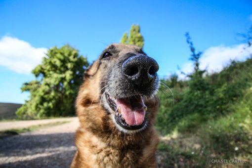Il naso dei cani percepisce il covid