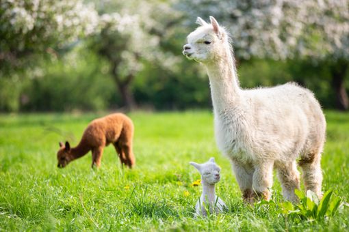Dalle Ande a Cremona per la fiera allpets più grande d’Italia Dalle Ande a Cremona per la fiera allpets più grande d’Italia