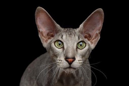 Petsfestival 2021: il gatto è sempre più protagonista