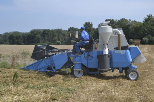 Coldiretti Piemonte e la trebbiatura del grano: &quot;Puntare su nuovi accordi di filiera con l'agroindustria virtuosa”