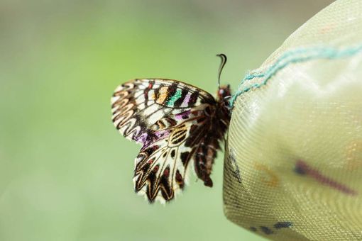 l duello tra TAV e No TAV si sposta sul corridoio per salvare la farfalla a rischio estinzione [VIDEO]