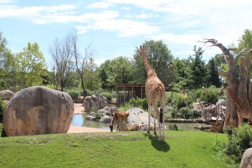 Il bioparco Zoom esce dalla fase di start-up