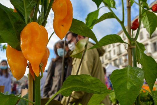 Appuntamento domenica con AgriFlor, tra virtuale e reale un piccolo spazio di colore in città