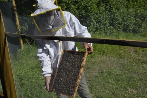 Apicoltura, via libera dalla terza Commissione al nuovo regolamento
