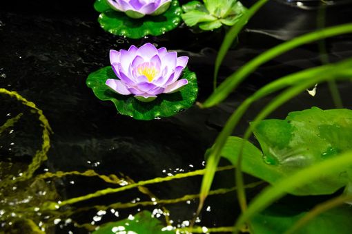 Piacenza: lo spettacolo della natura sboccia a Petsfestiva