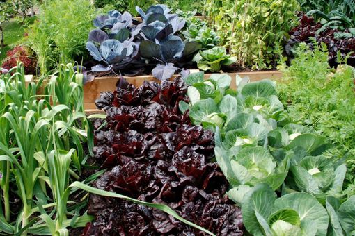 Orto: trapianto autunnale con il &quot;Distillato di Legno BioDea&quot;. Un prodotto naturale, organico e biologico che rispetta l'ambiente