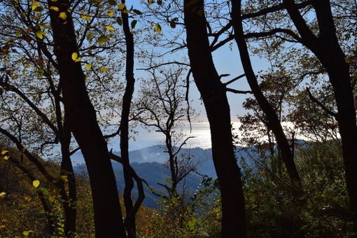 Al via i lavori di salvaguardia e cura delle piante dei parchi e boschi della collina di Torino