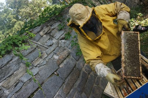 Api, biodiversità e socialità: al via il nuovo progetto al Parco del Nobile Api, biodiversità e socialità: al via il nuovo progetto al Parco del Nobile