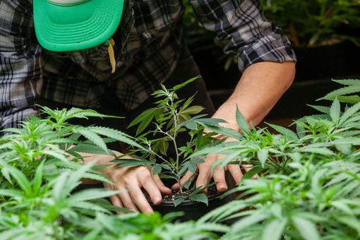 Coltivava in casa e rivendeva droga: nei guai una 55enne di Ala di Stura Coltivava in casa e rivendeva droga: nei guai una 55enne di Ala di Stura