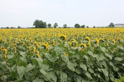 girasoli enormi campo di grugliasco