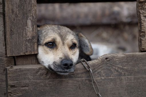Immagine di archivio di una cane abbandonato e legato alla catena