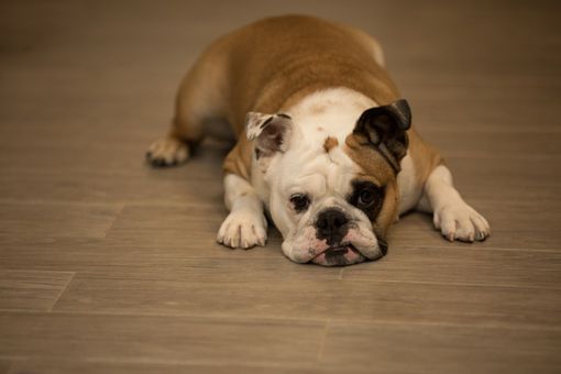 Domani a Nichelino la "Festa del cane burlone" Domani a Nichelino la "Festa del cane burlone"