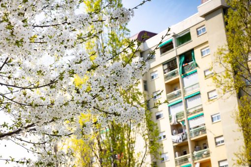 case popolari con alberi in fiore case popolari con alberi in fiore
