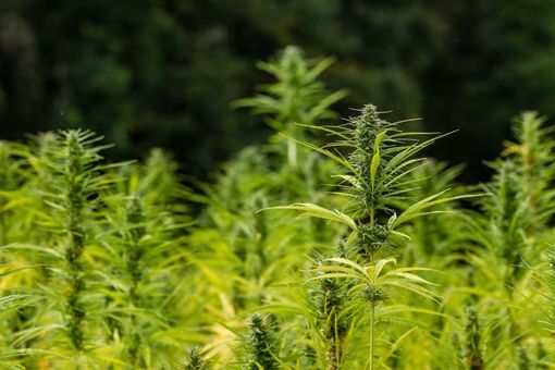 Sì dal Consiglio regionale al sostengo della coltivazione di cannabis sativa Sì dal Consiglio regionale al sostengo della coltivazione di cannabis sativa