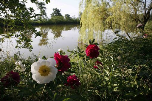 Ai vivai delle Commande torna lo spettacolo delle peonie