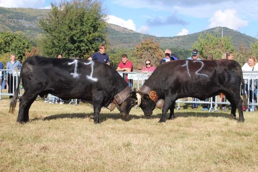 foto di repertorio