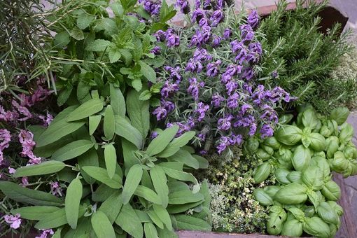 Un week end lungo a Diano Marina tra i profumi, sapori e colori di Aromatica Un week end lungo a Diano Marina tra i profumi, sapori e colori di Aromatica