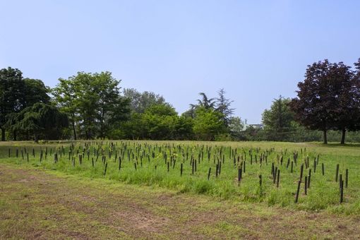 forestazione forestazione