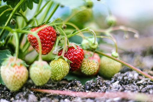 San Mauro, entra nel vivo la tradizionale festa delle Fragole