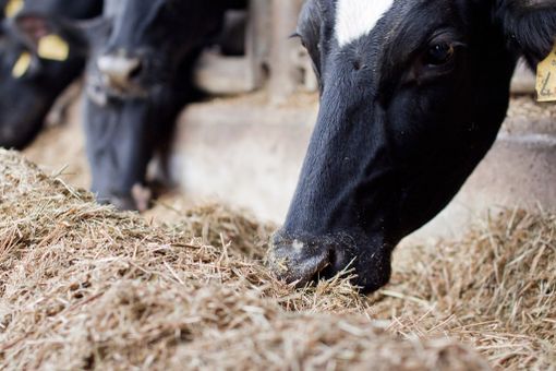 Le mucche sane e genuine di Cascina Fontanacervo pascolano a Degusté Le mucche sane e genuine di Cascina Fontanacervo pascolano a Degusté