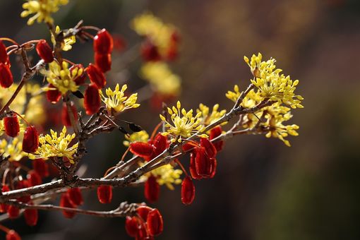 Autumnus, fiori e piante dal Medioevo al Borgo Medievale del parco del Valentino