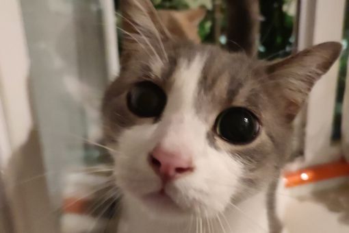 "Urban cats": a Nichelino tre incontri per imparare come si gestisce un gatto "Urban cats": a Nichelino tre incontri per imparare come si gestisce un gatto