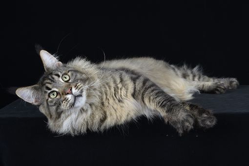 I gatti più belli del mondo si danno appuntamento nel fine settimana a Torino