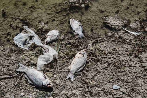 Moria di pesci per caldo e siccità, Tavolo Animali e Ambiente: &quot;Chiediamo il divieto della pesca e della caccia&quot;