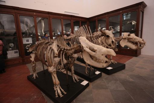 Al Museo Scienze Naturali, un incontro sui Beni culturali tra restauro e valorizzazione Al Museo Scienze Naturali, un incontro sui Beni culturali tra restauro e valorizzazione