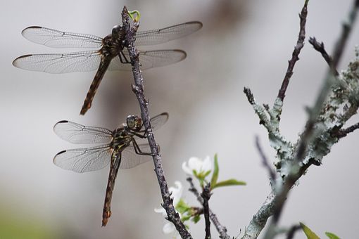 Il 29 giugno una giornata per scoprire le libellule al Lago di Meugliano